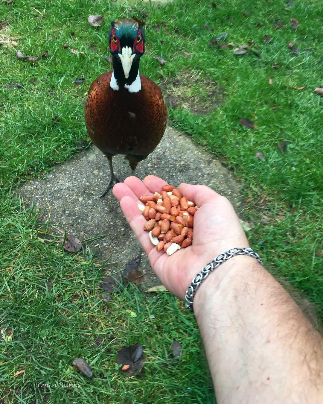 feeding pheasant