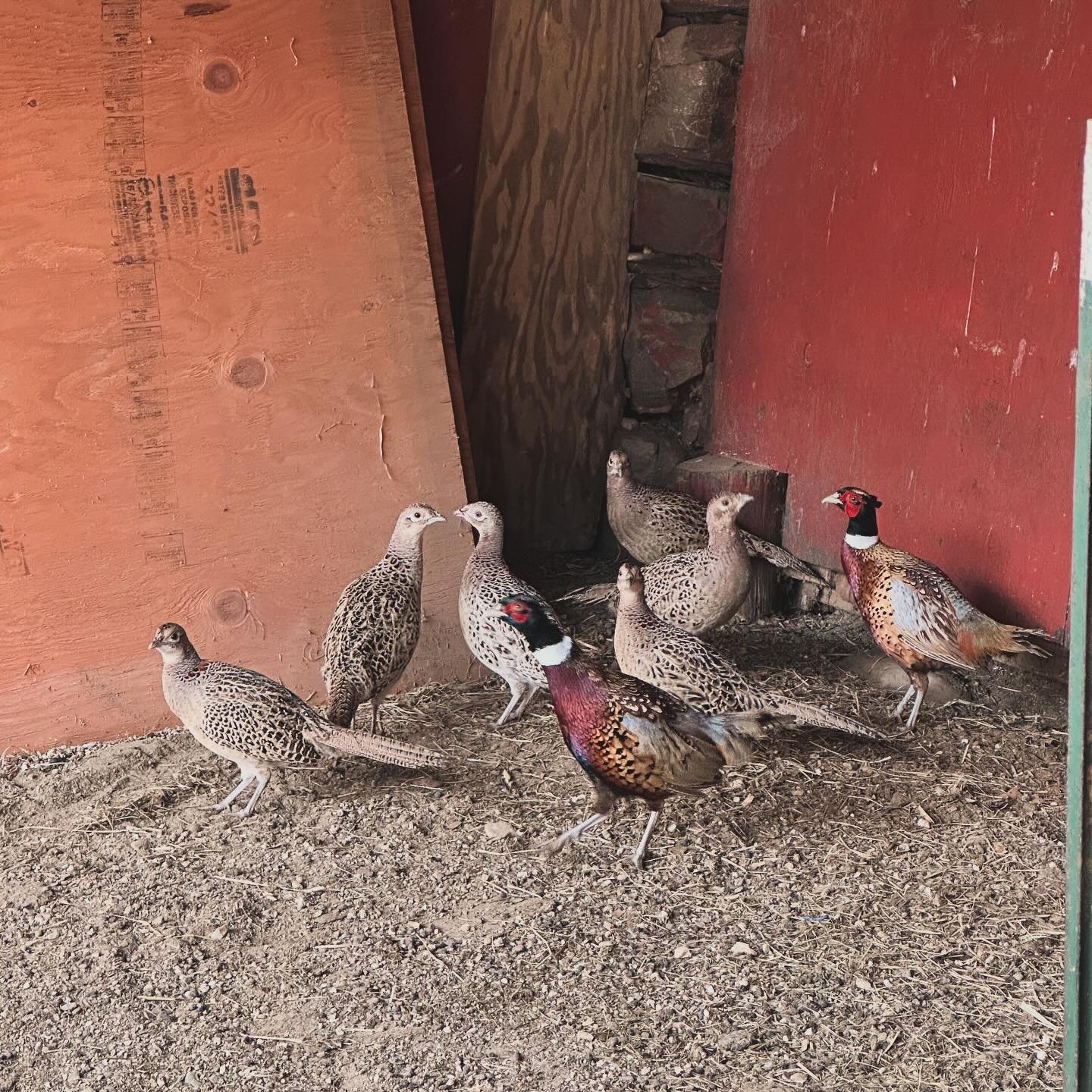 pheasant farming