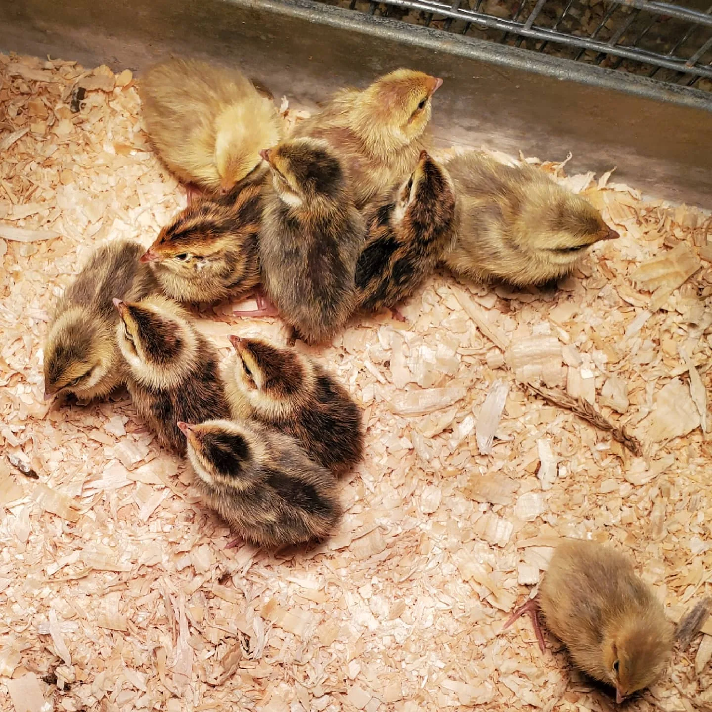 quail chicks in brooder