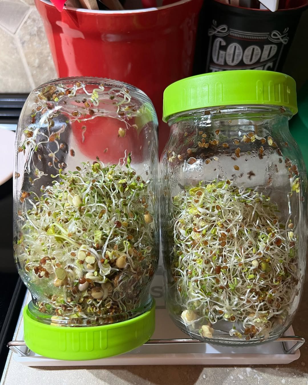 seed sprouts in jar