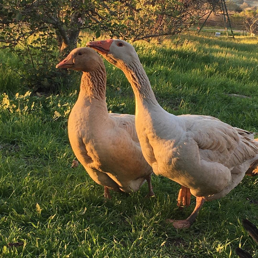 American Buff geese