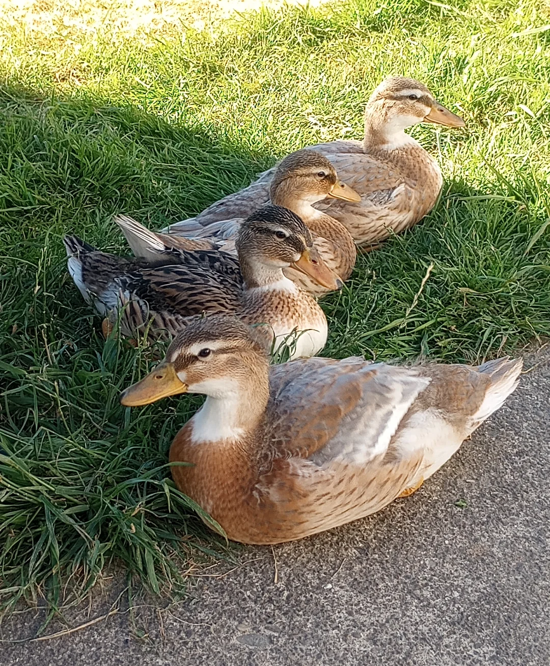 Australian Spotted Ducks