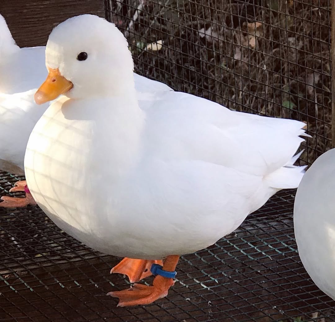 Call Duck