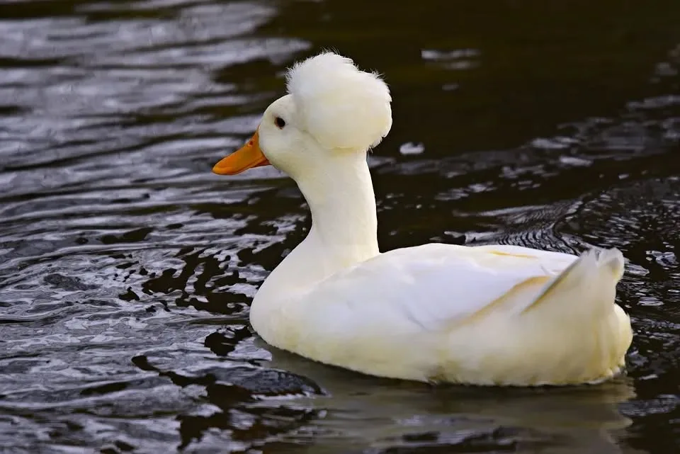 Crested Miniature Duck