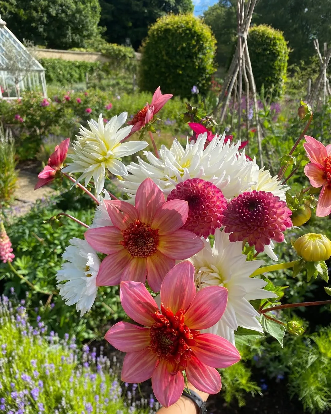 Dahlia and Cosmos in garden