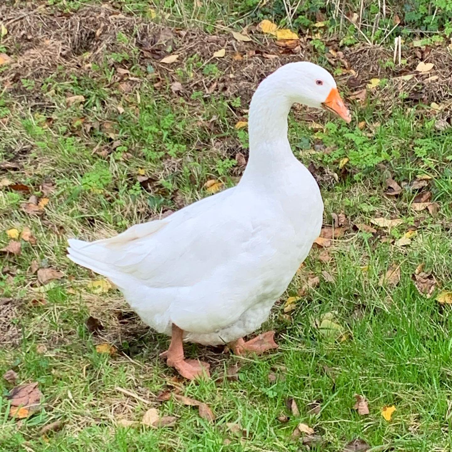 Embden Goose