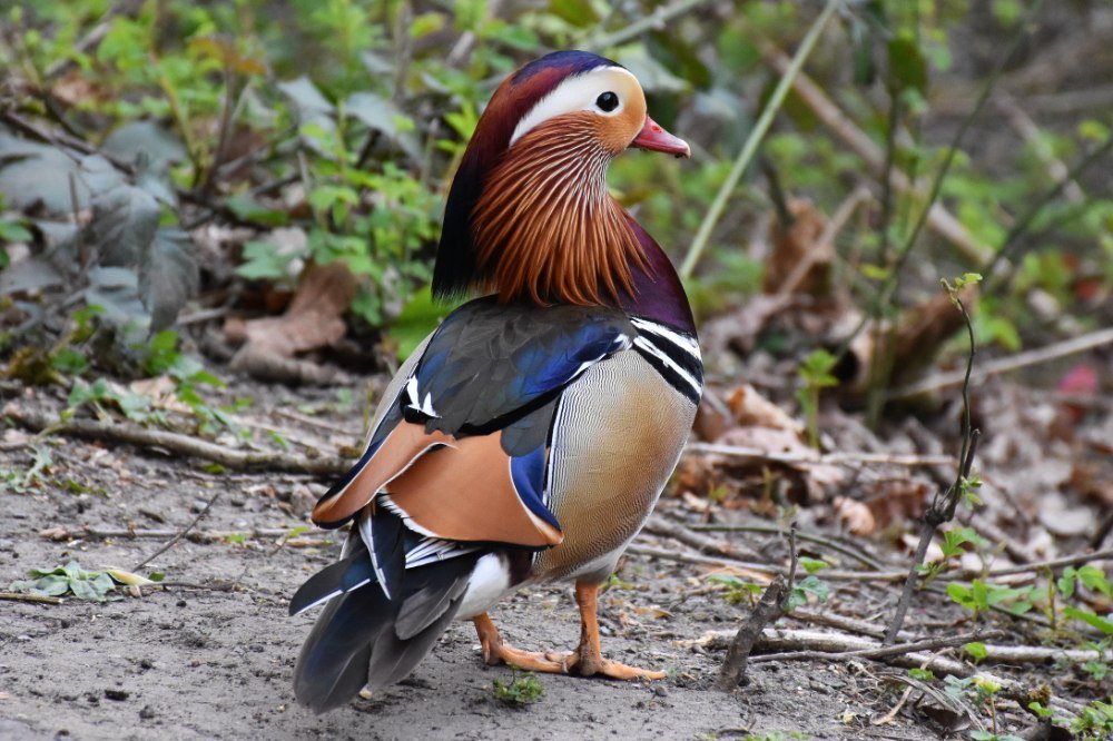 Mandarin Duck