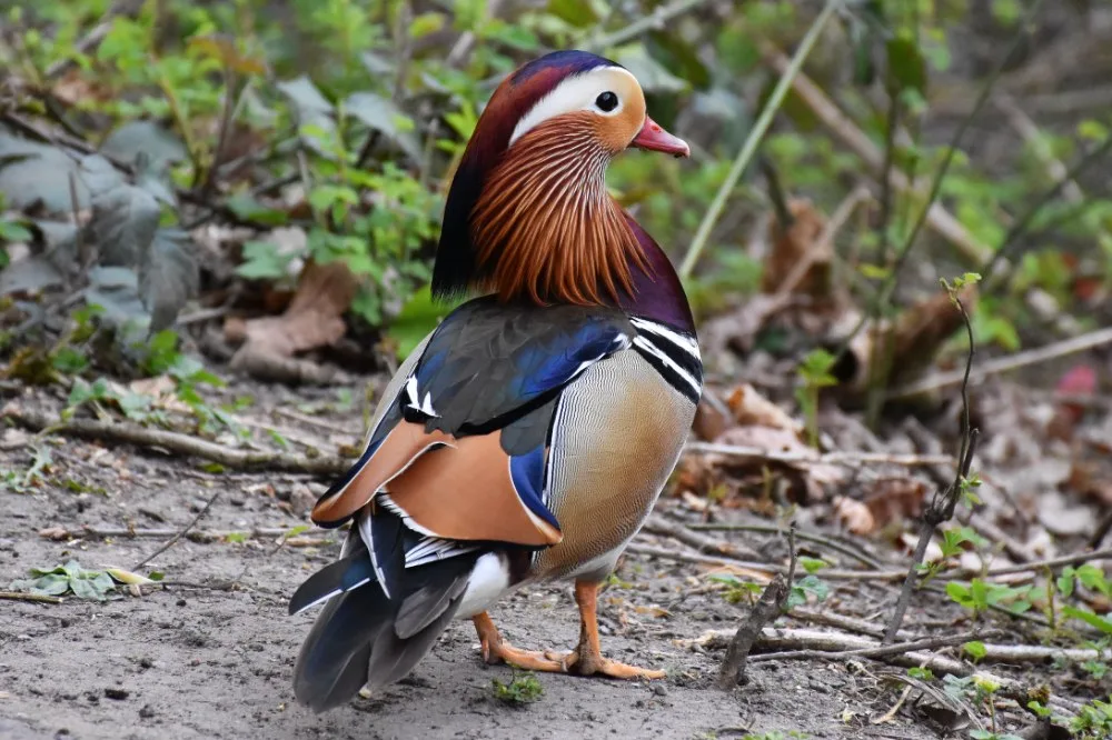 Mandarin Duck