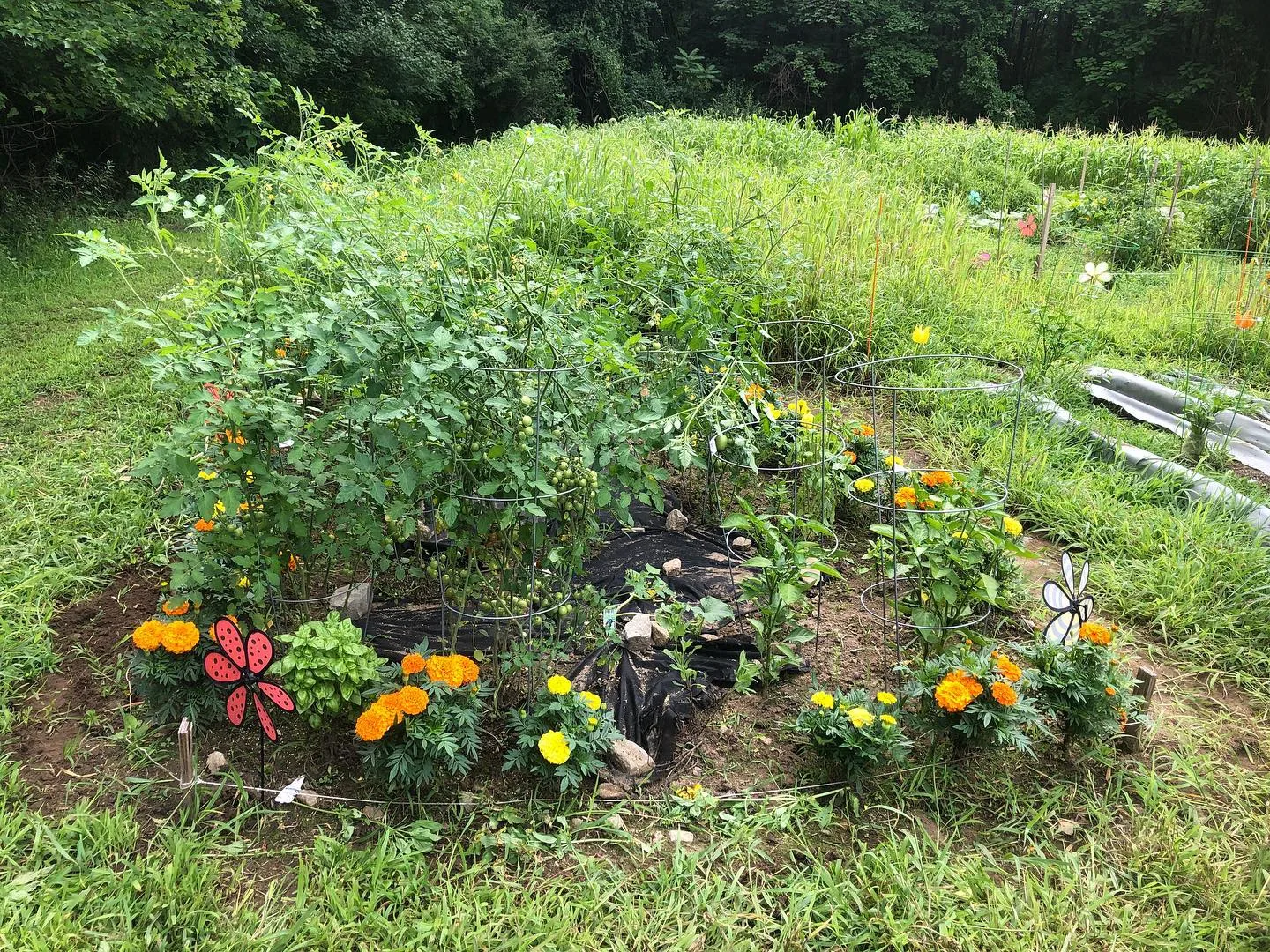 Marigolds and Tomatoes growing together