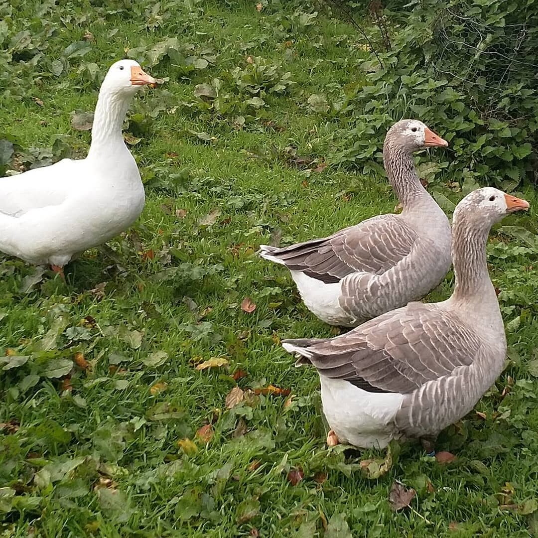 Pilgrim Geese