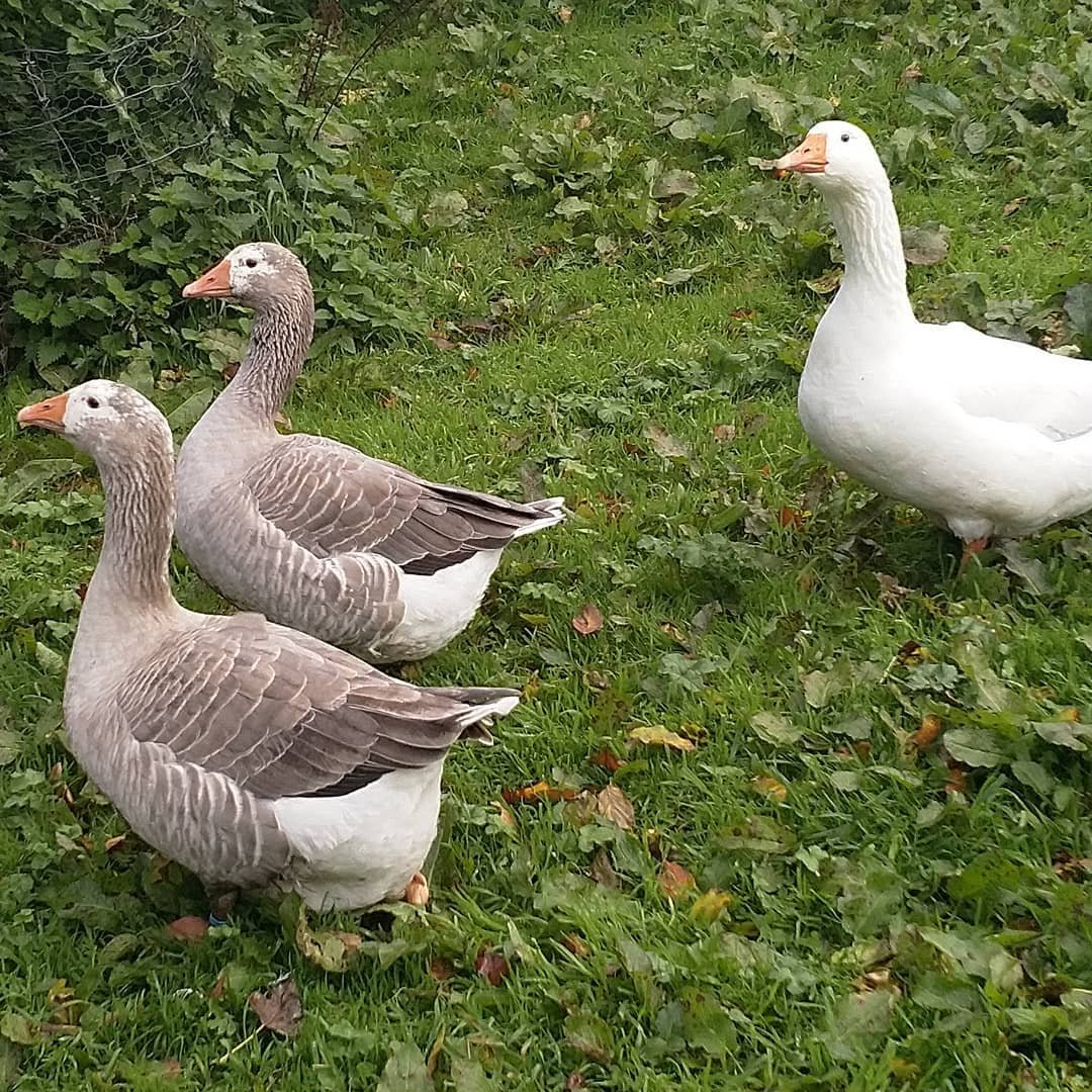 Pilgrim Geese