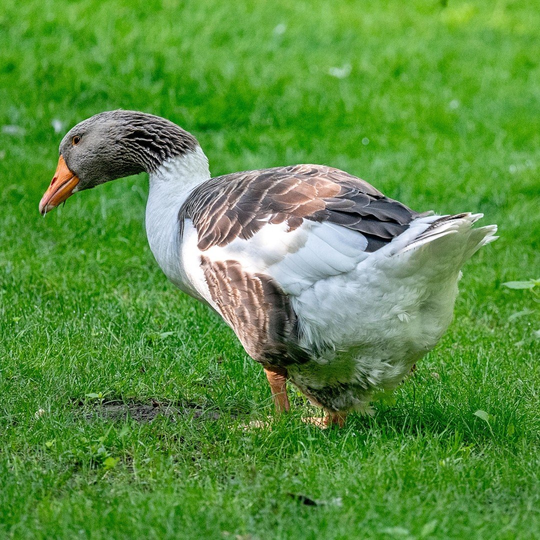 Pomeranian Goose
