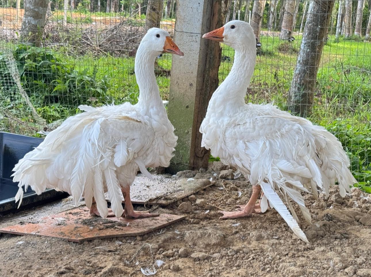 Sebastopol Geese