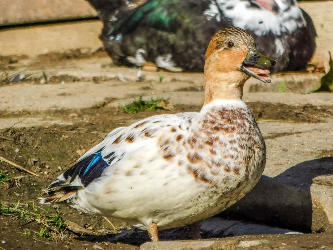 Silver Bantam Duck