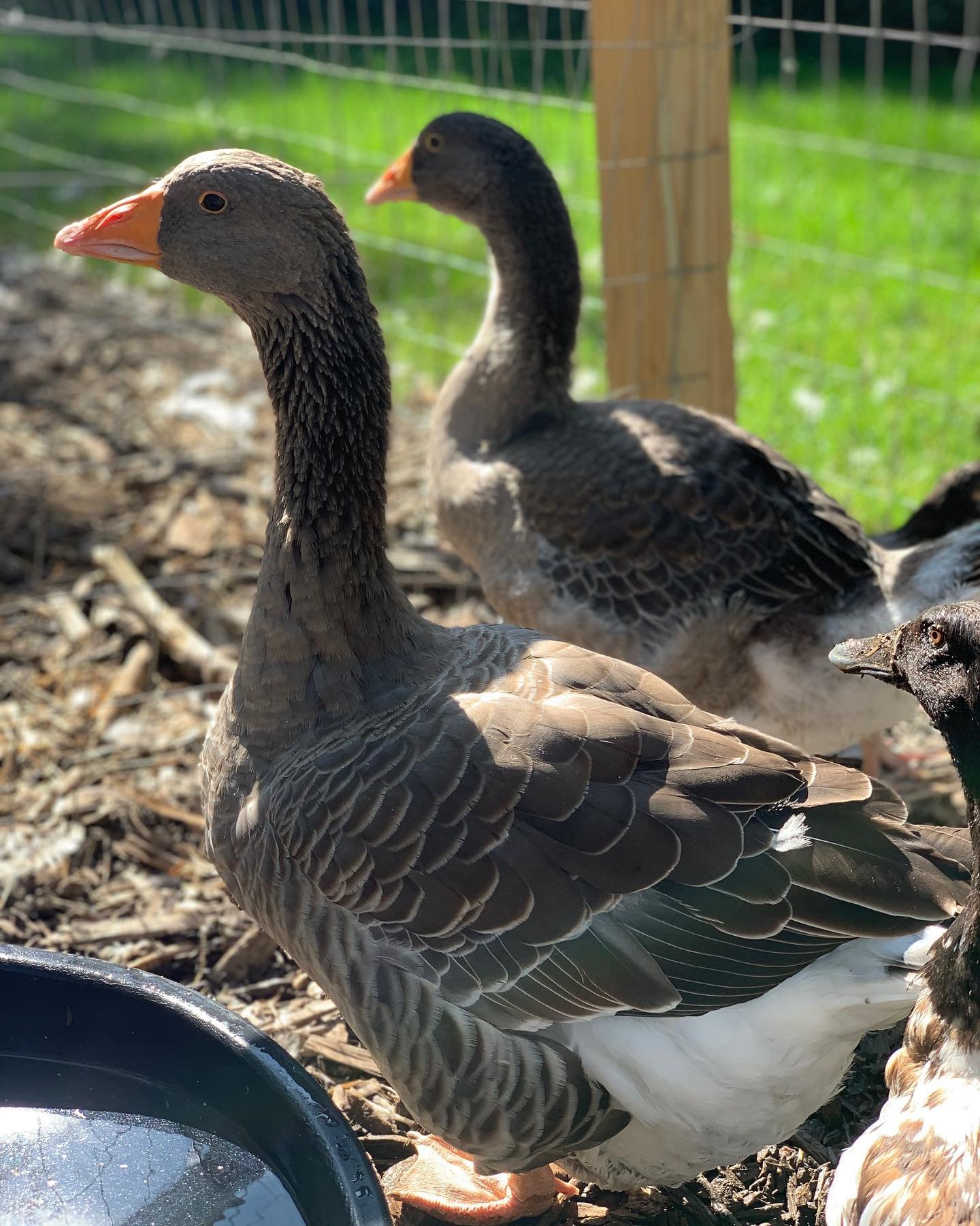 Toulouse Geese