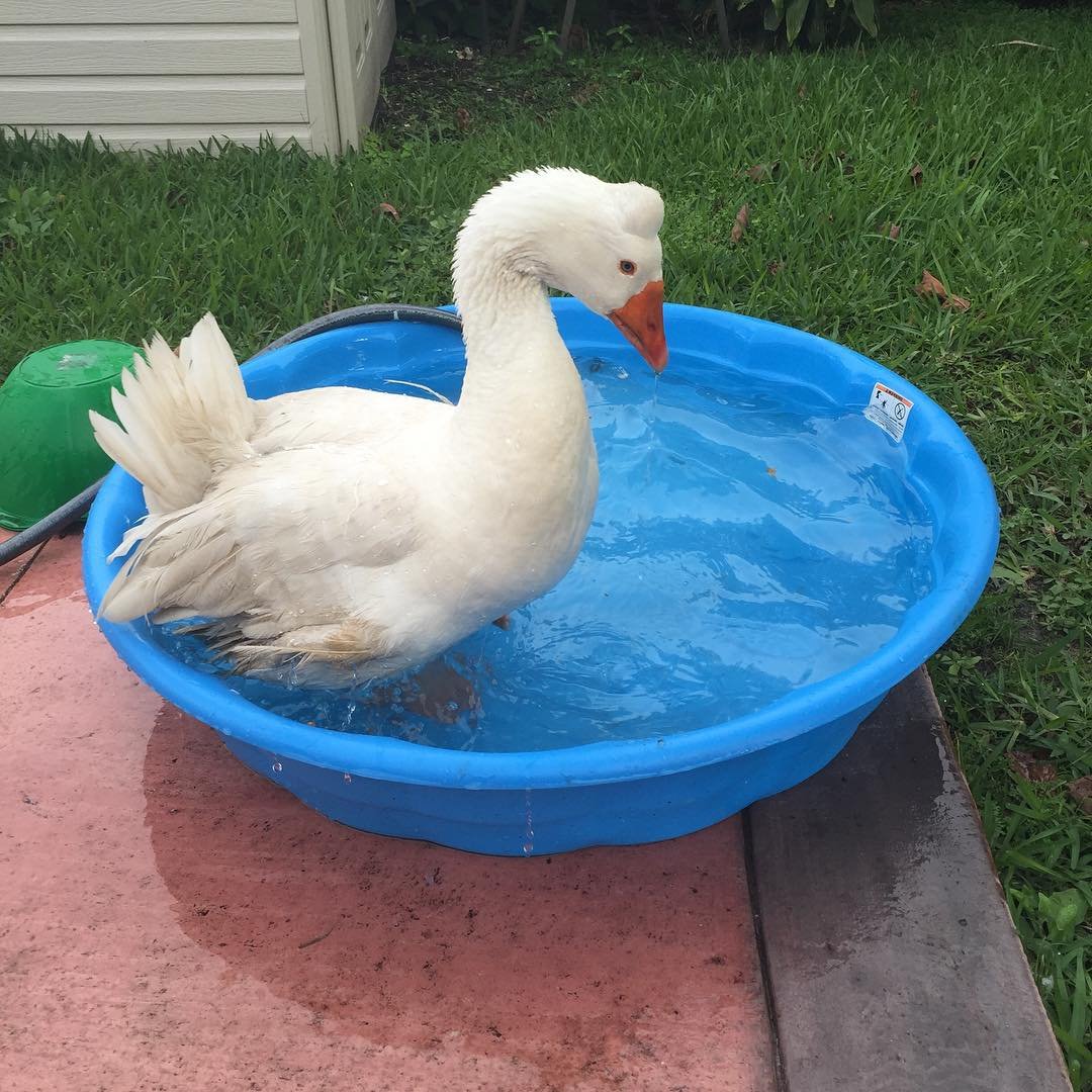 Young Roman Goose