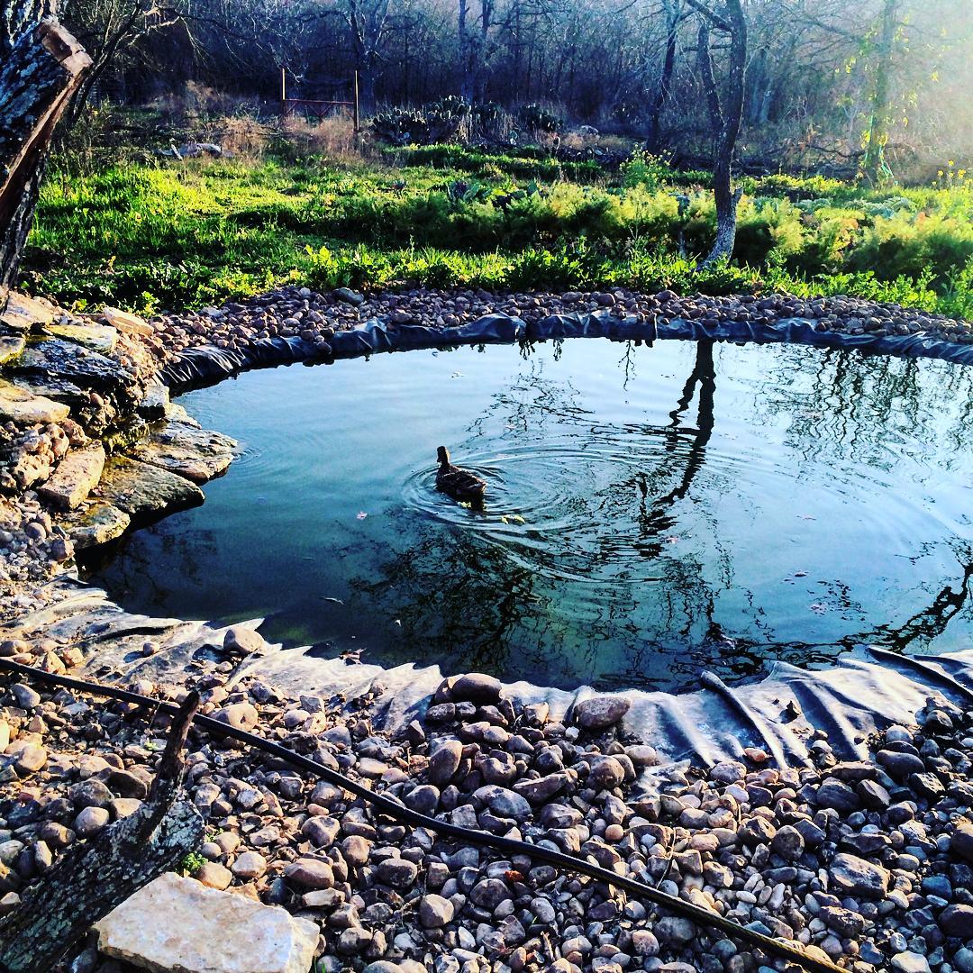 alone duck swimming in pond