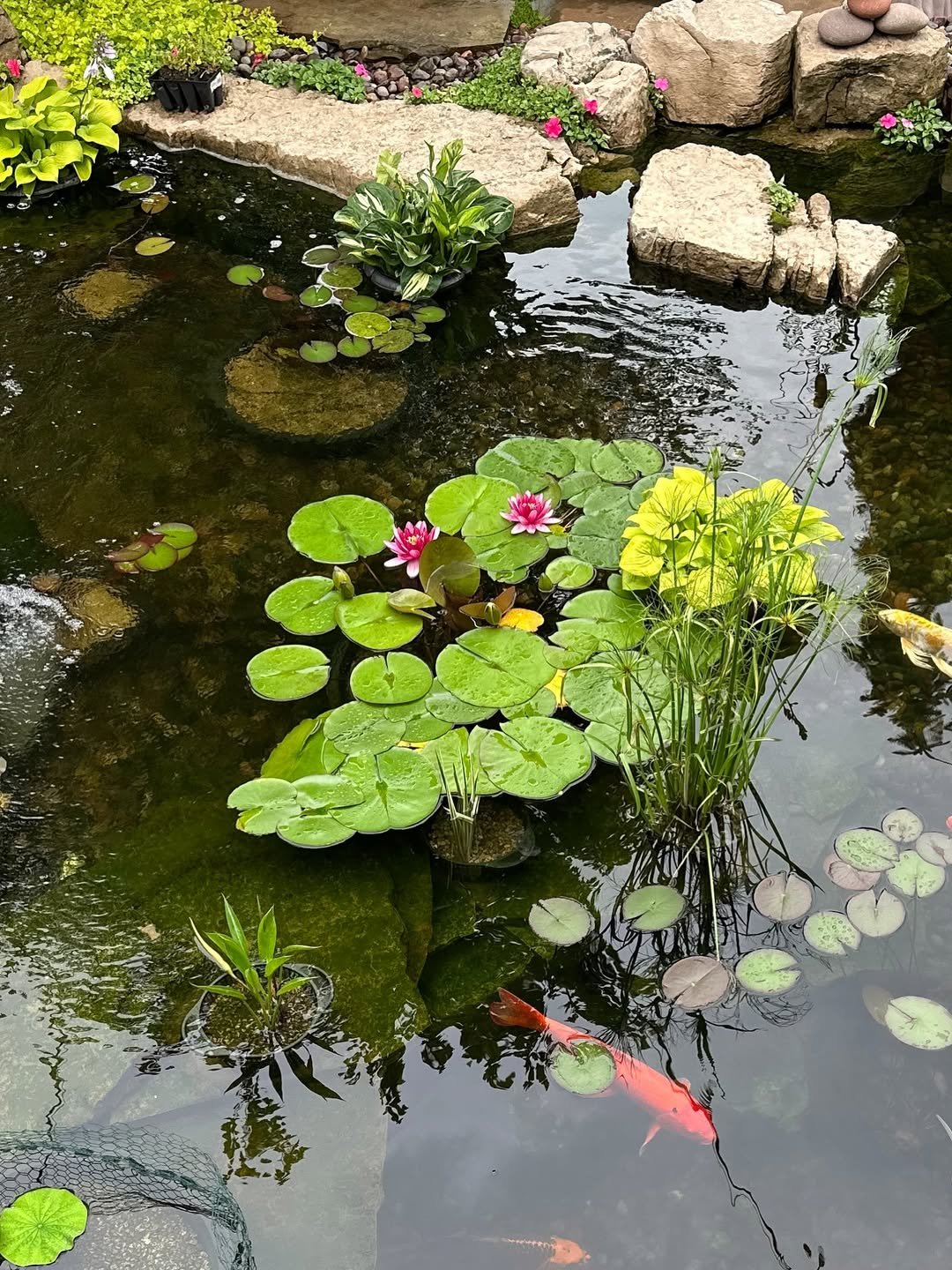 backyard pond
