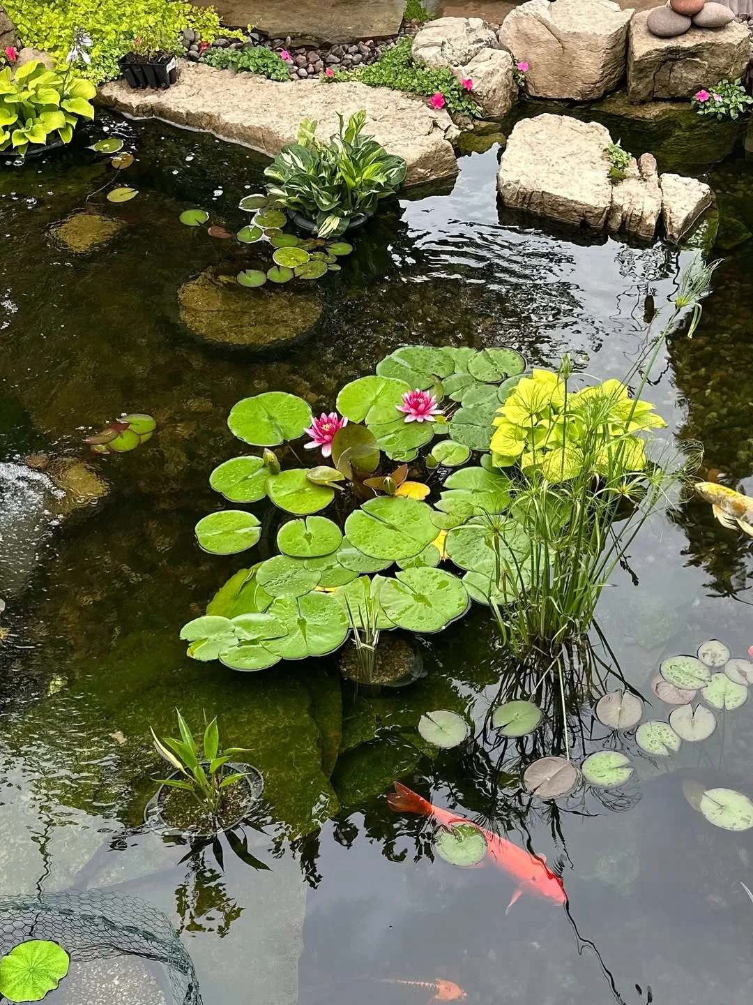 backyard pond