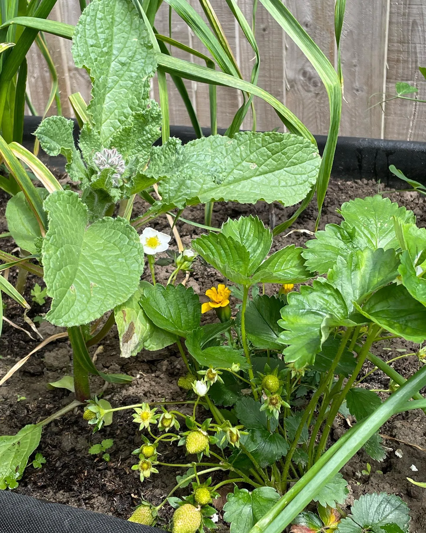 borage and strawberries