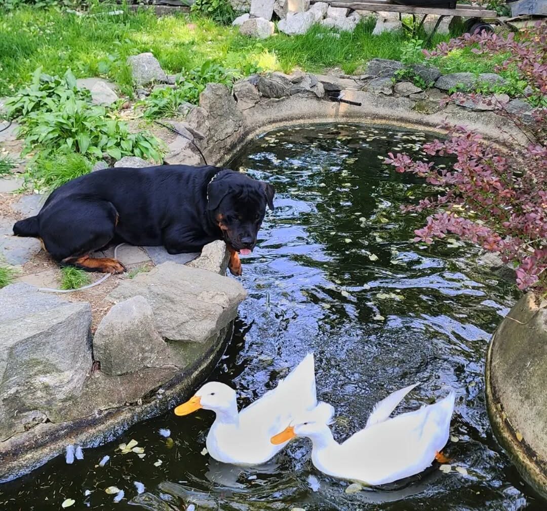 dog watching ducks in the pond