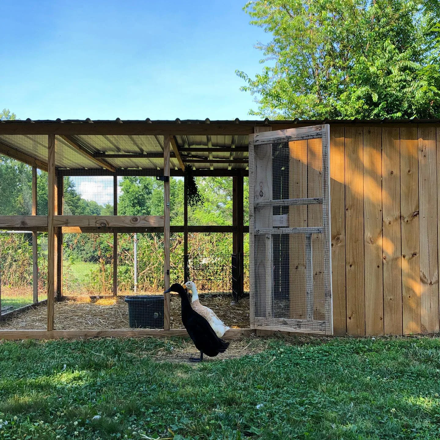 duck coop with large run