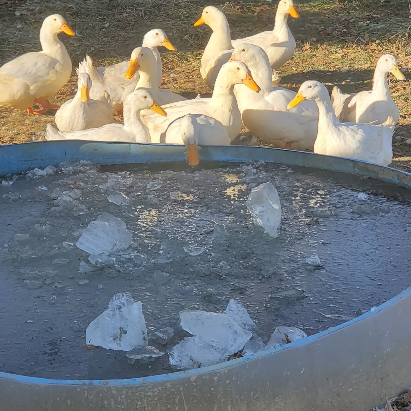 duck water tub
