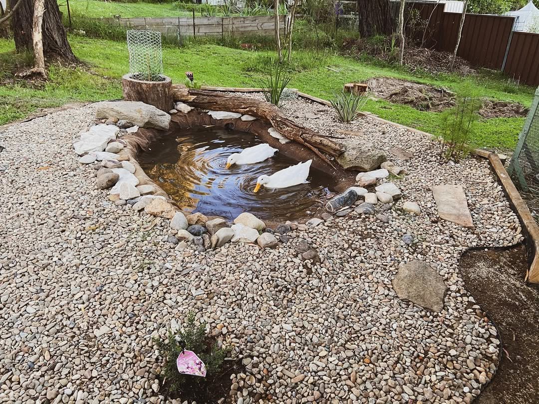 ducks in pond