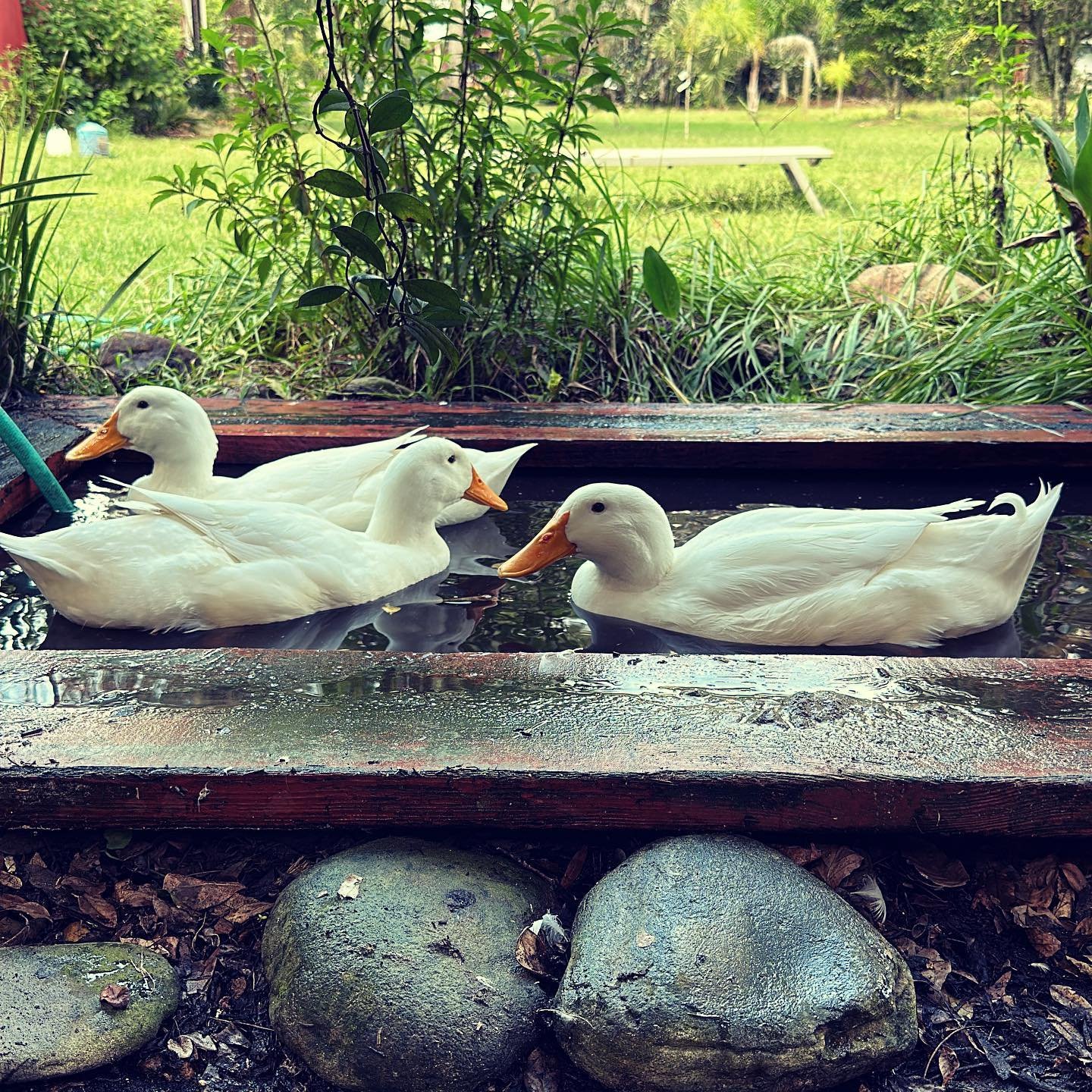 ducks in small pond