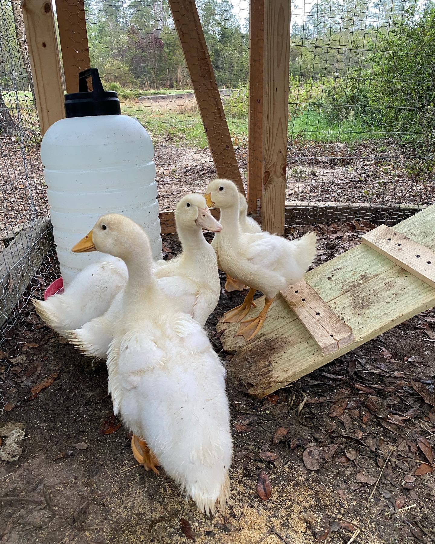 ducks near ramp