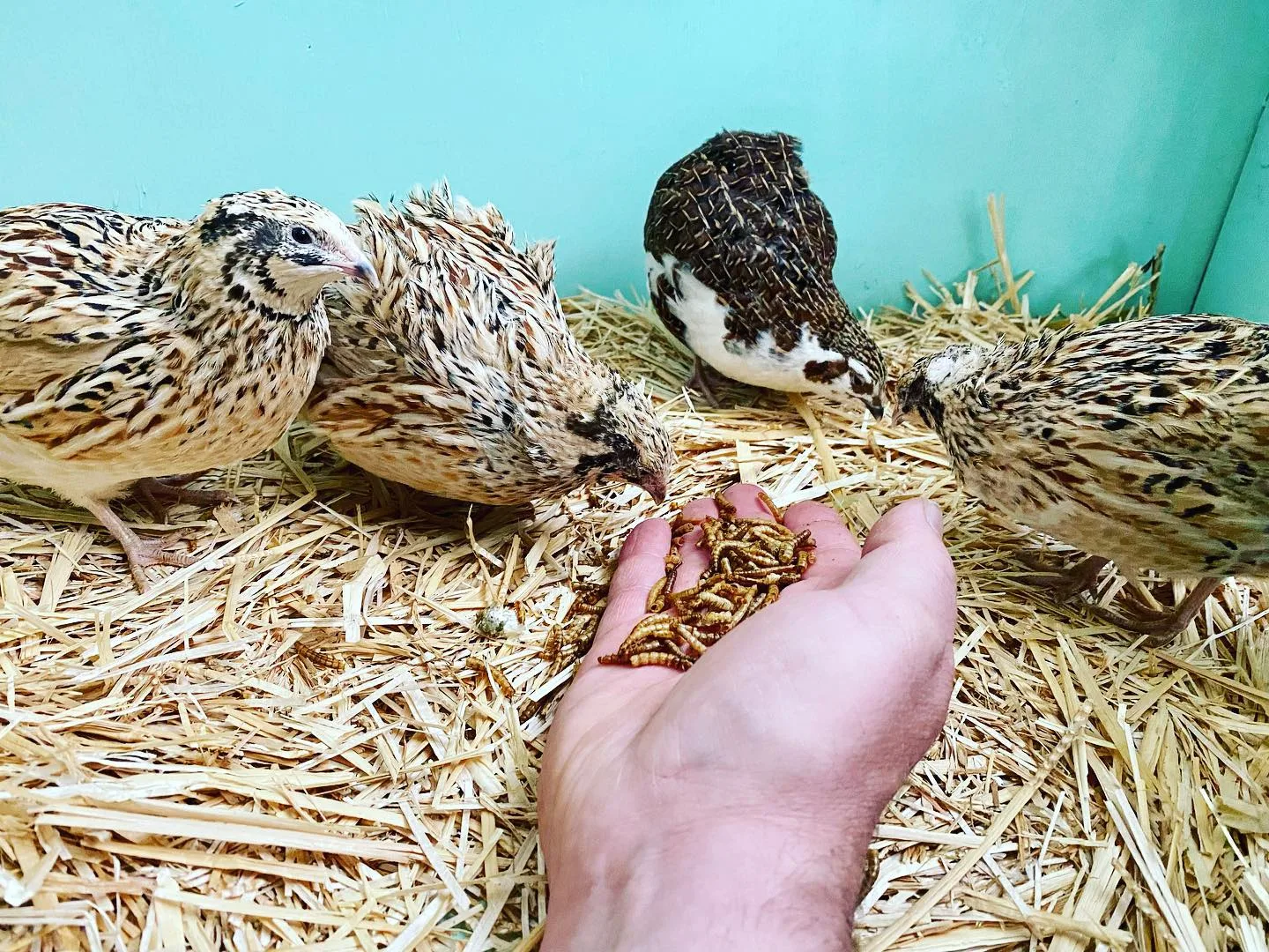 feeding quails