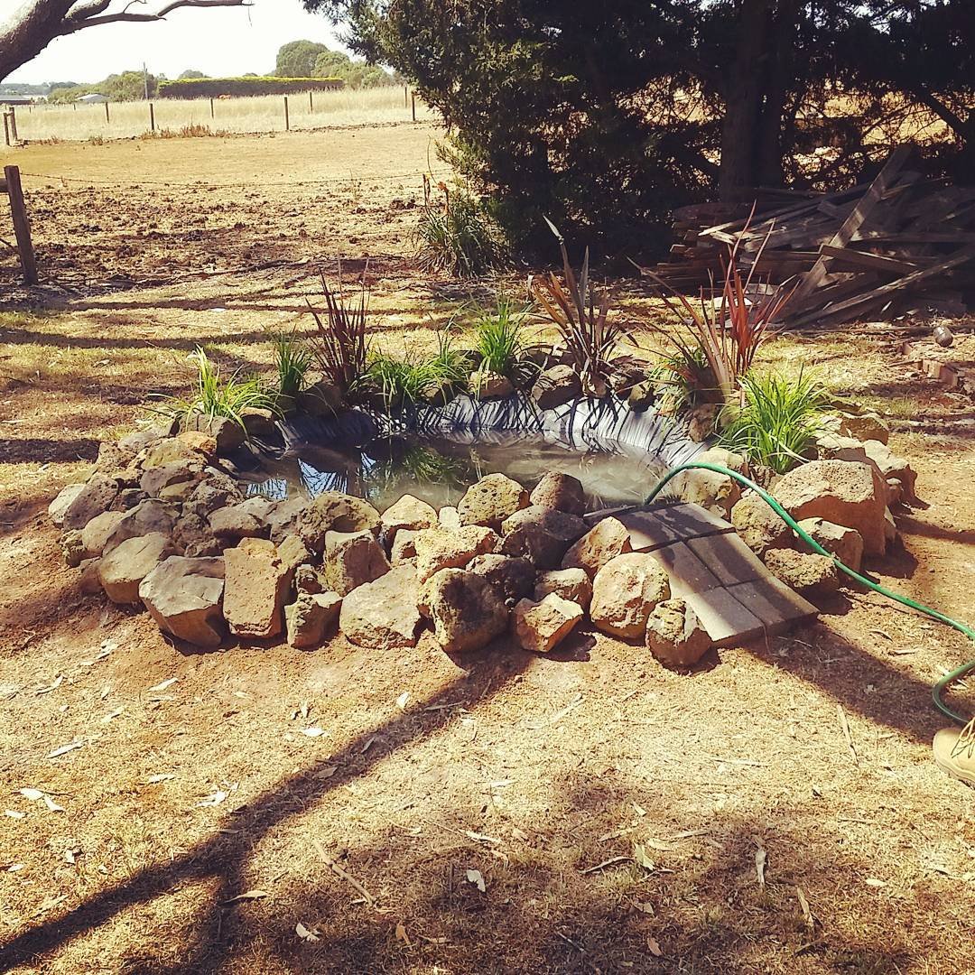 freshly built duck pond