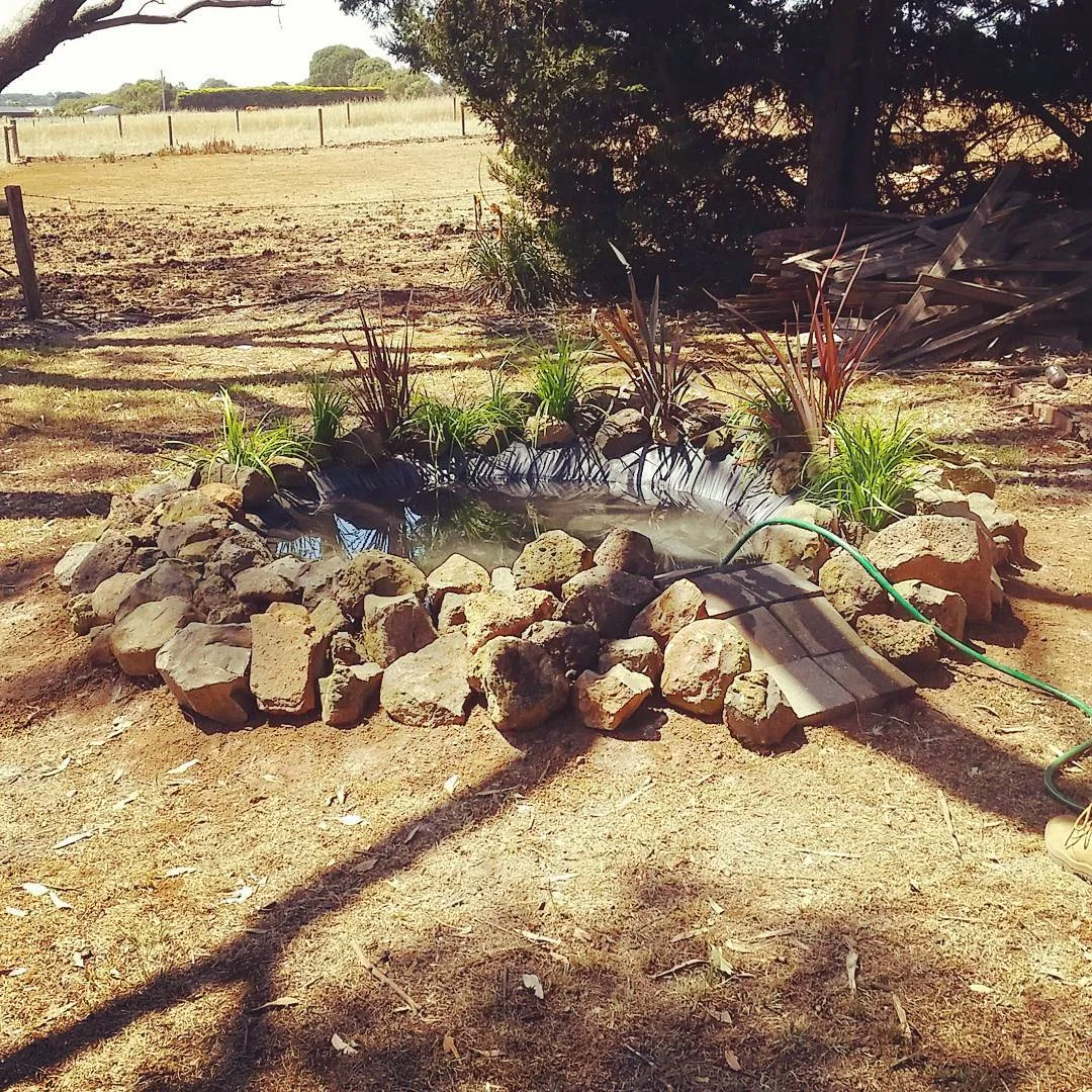 freshly built duck pond