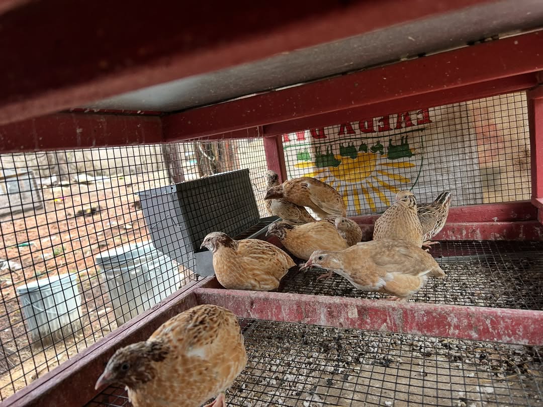 quail raising in hutch