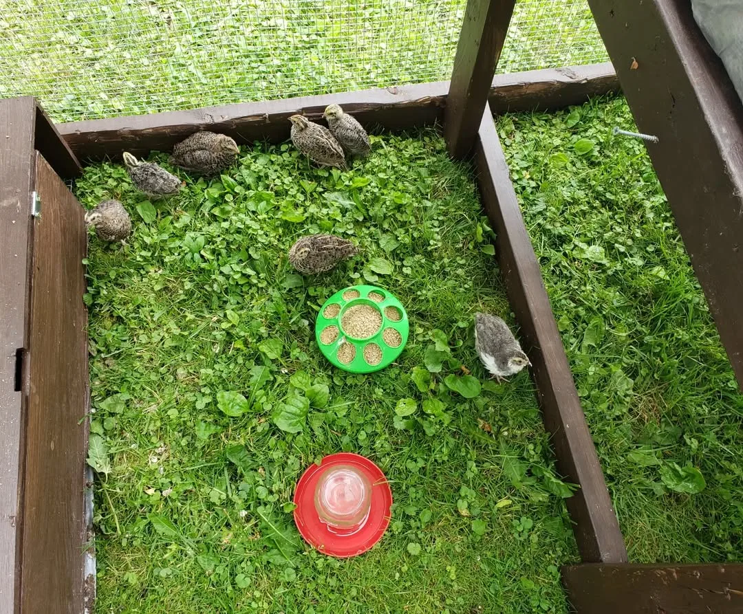 quails in backyard coop
