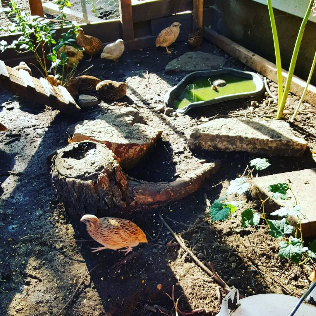 quails in artificial natural setting