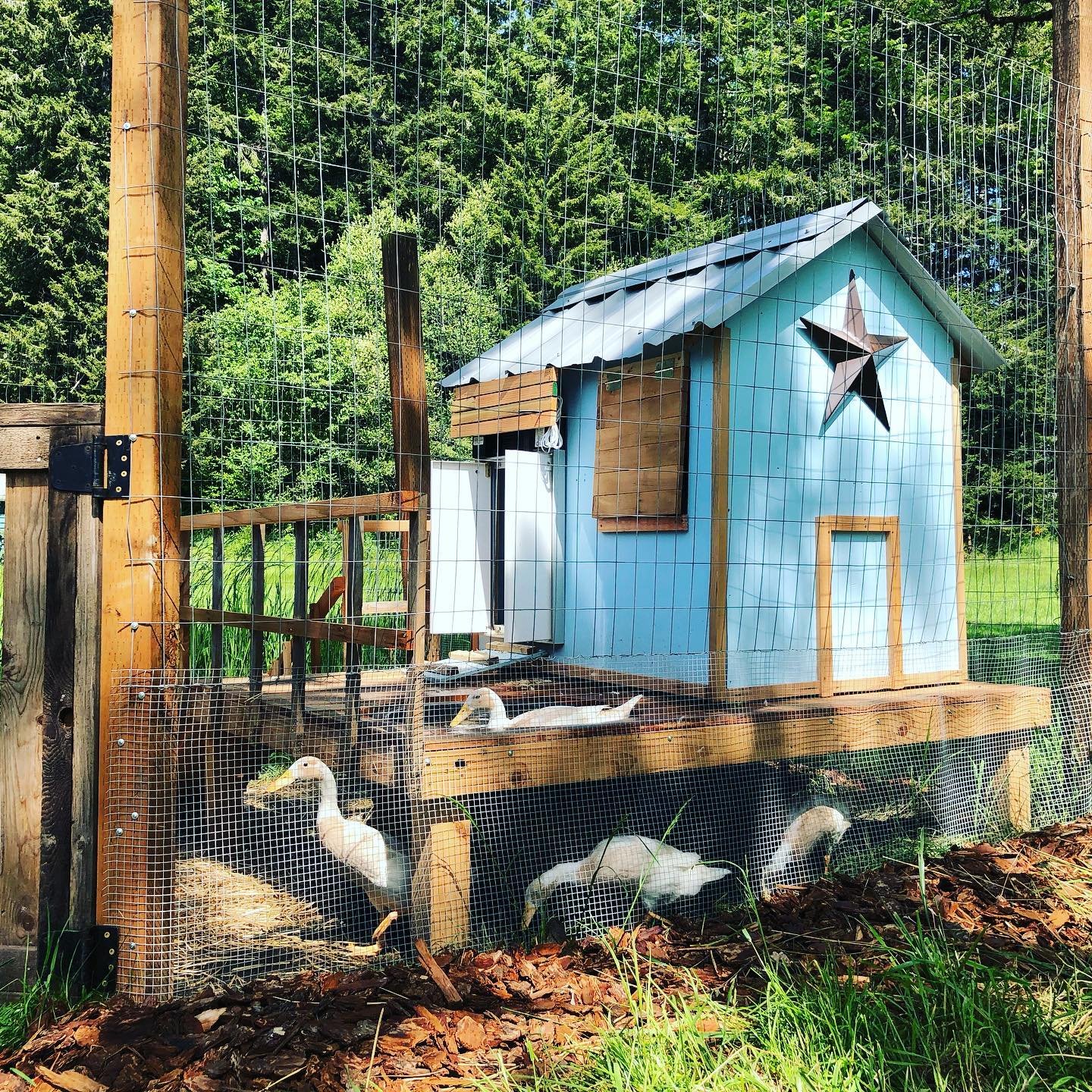 raised duck coop