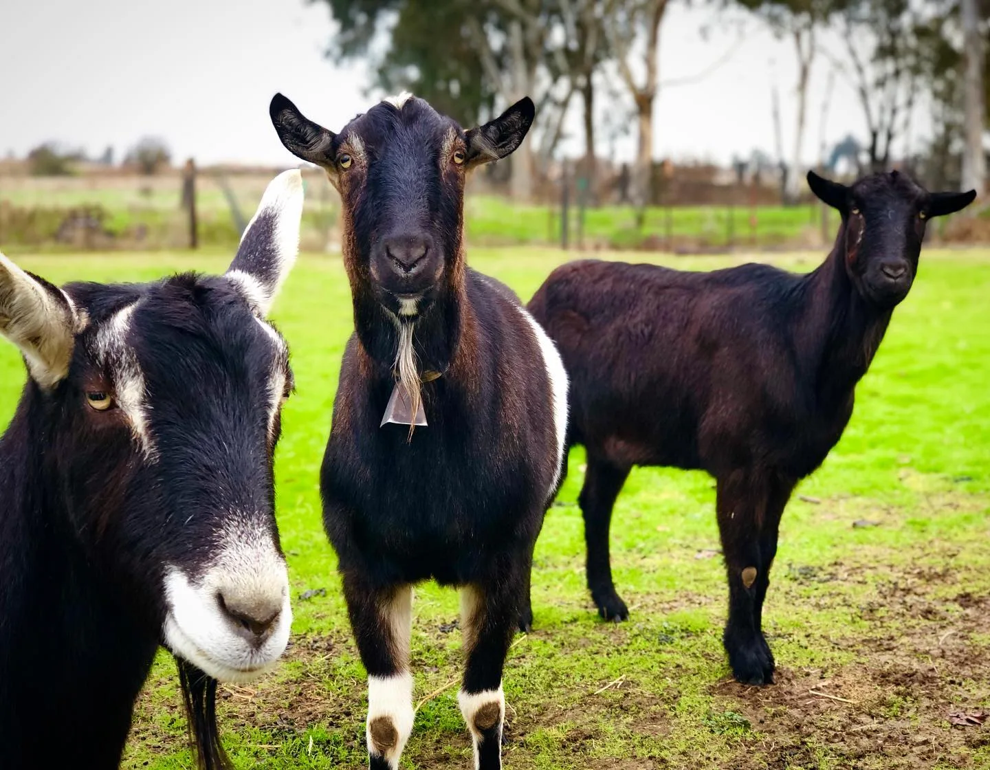 Alpine goats