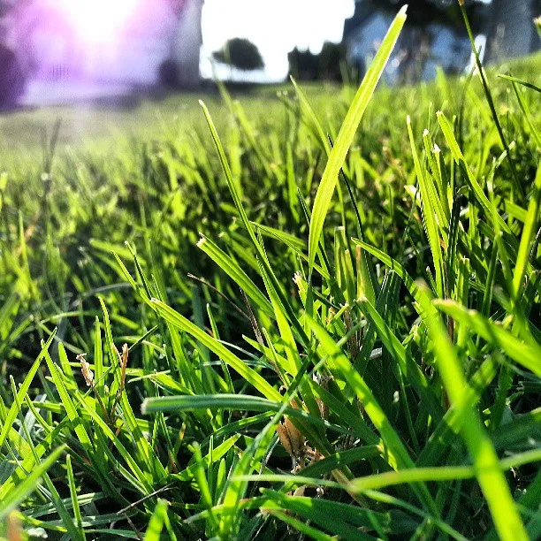 Bermuda Grass