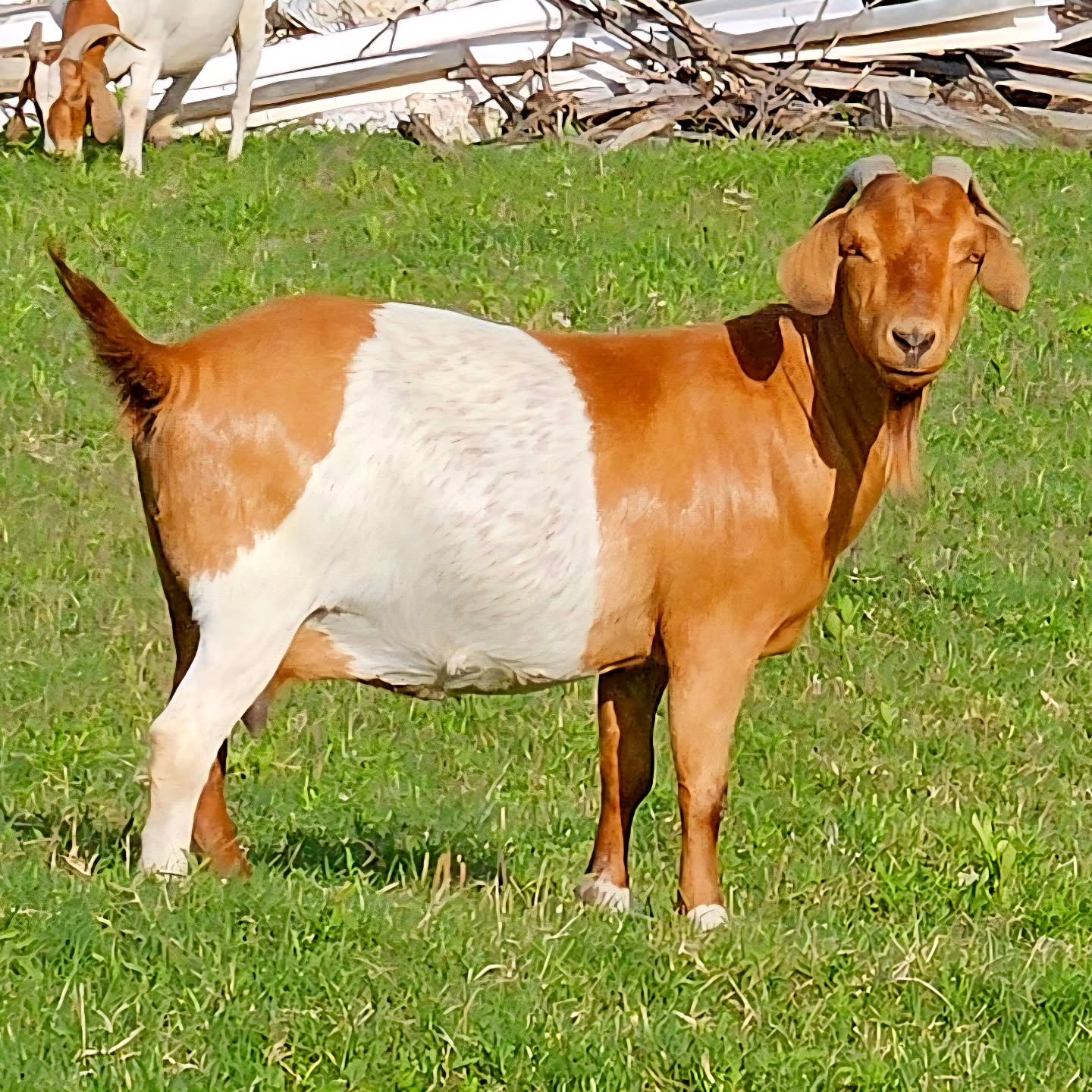 Boer goat