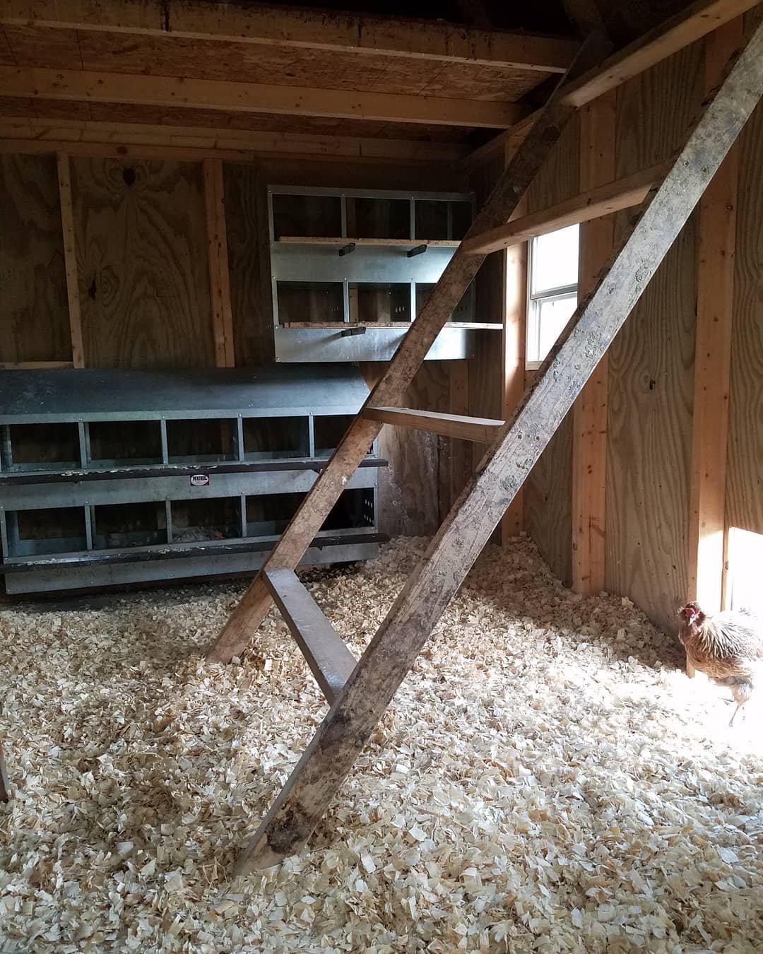 Classic Wooden Ladder Roost
