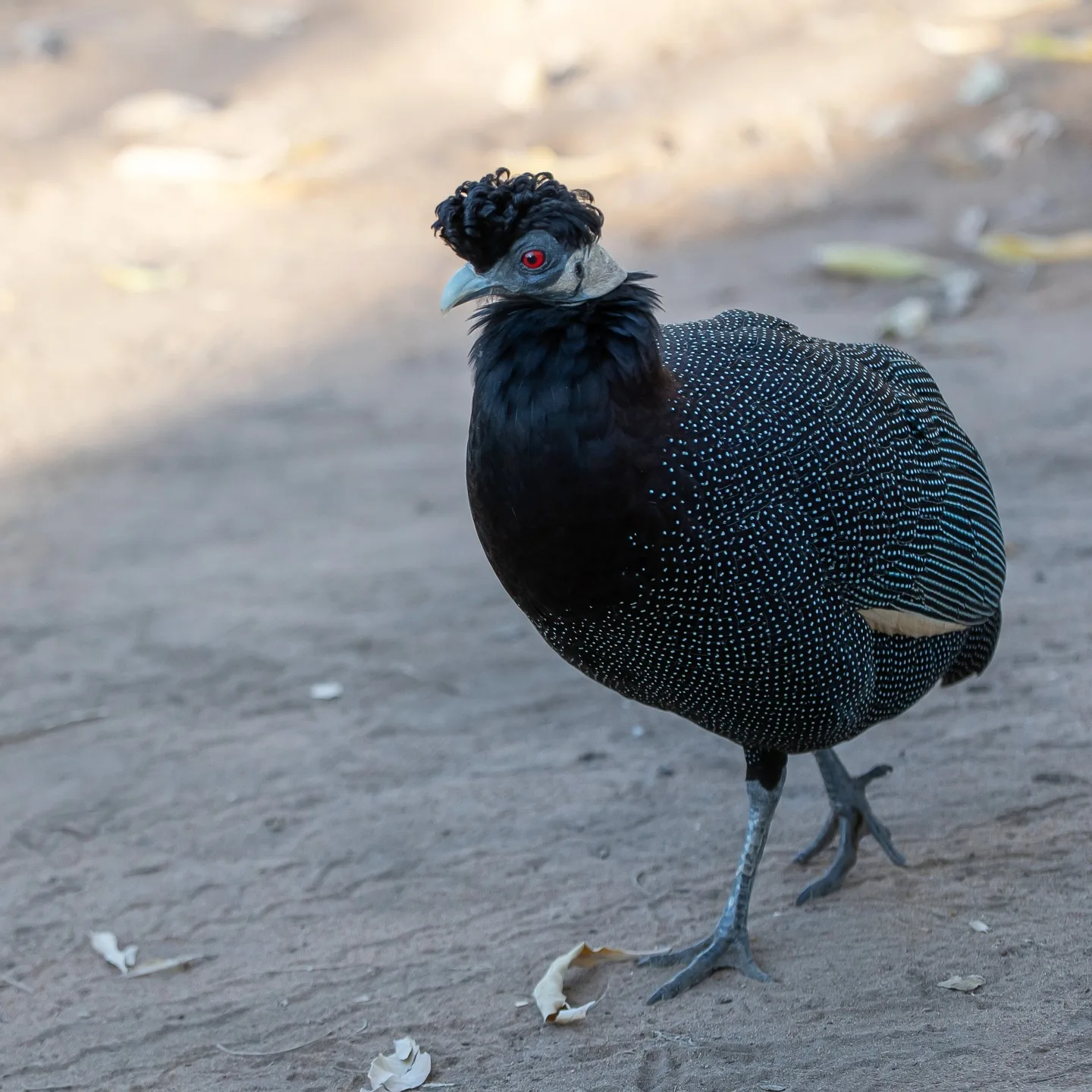 Crested Guinea Fowl