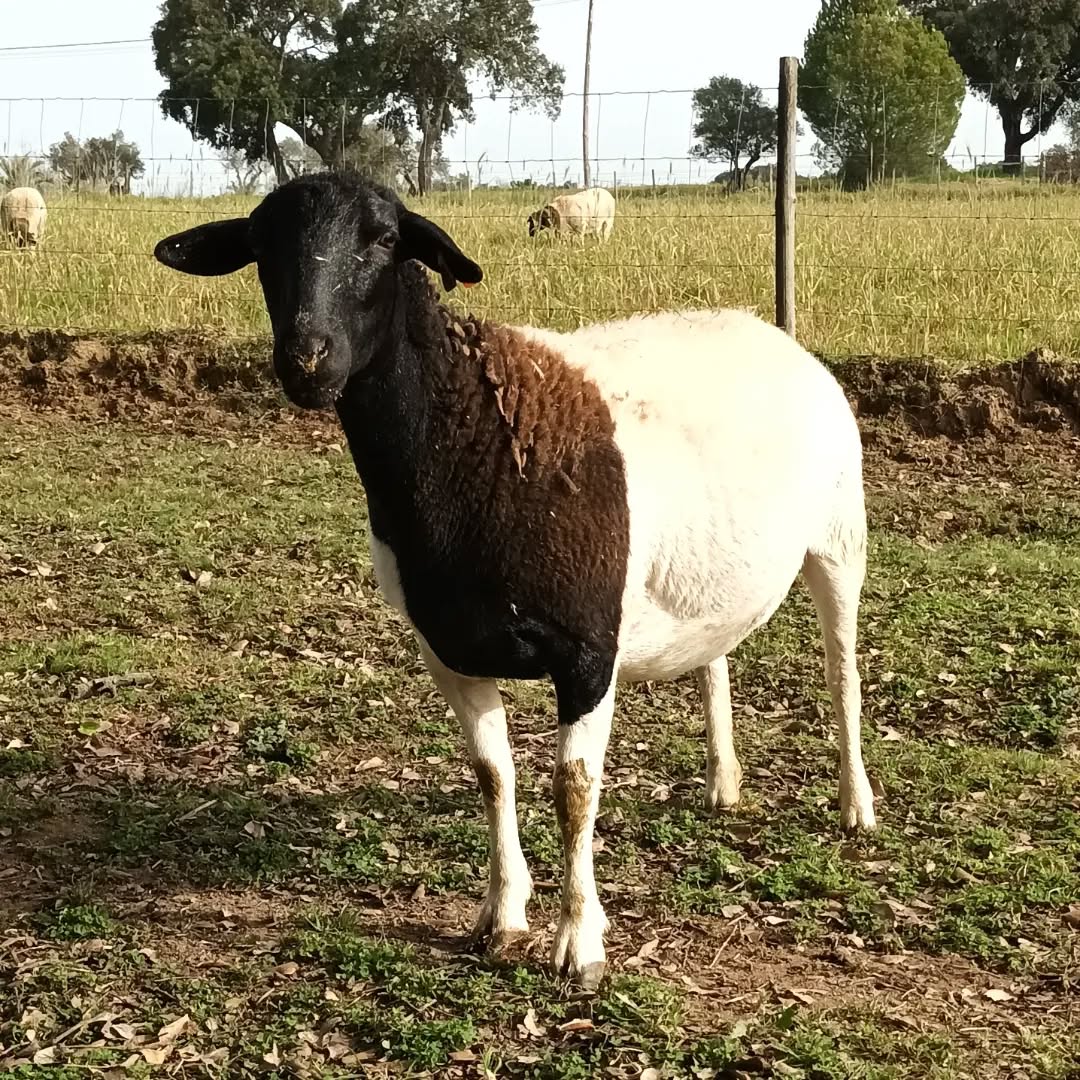 Dorper Sheep in the farm