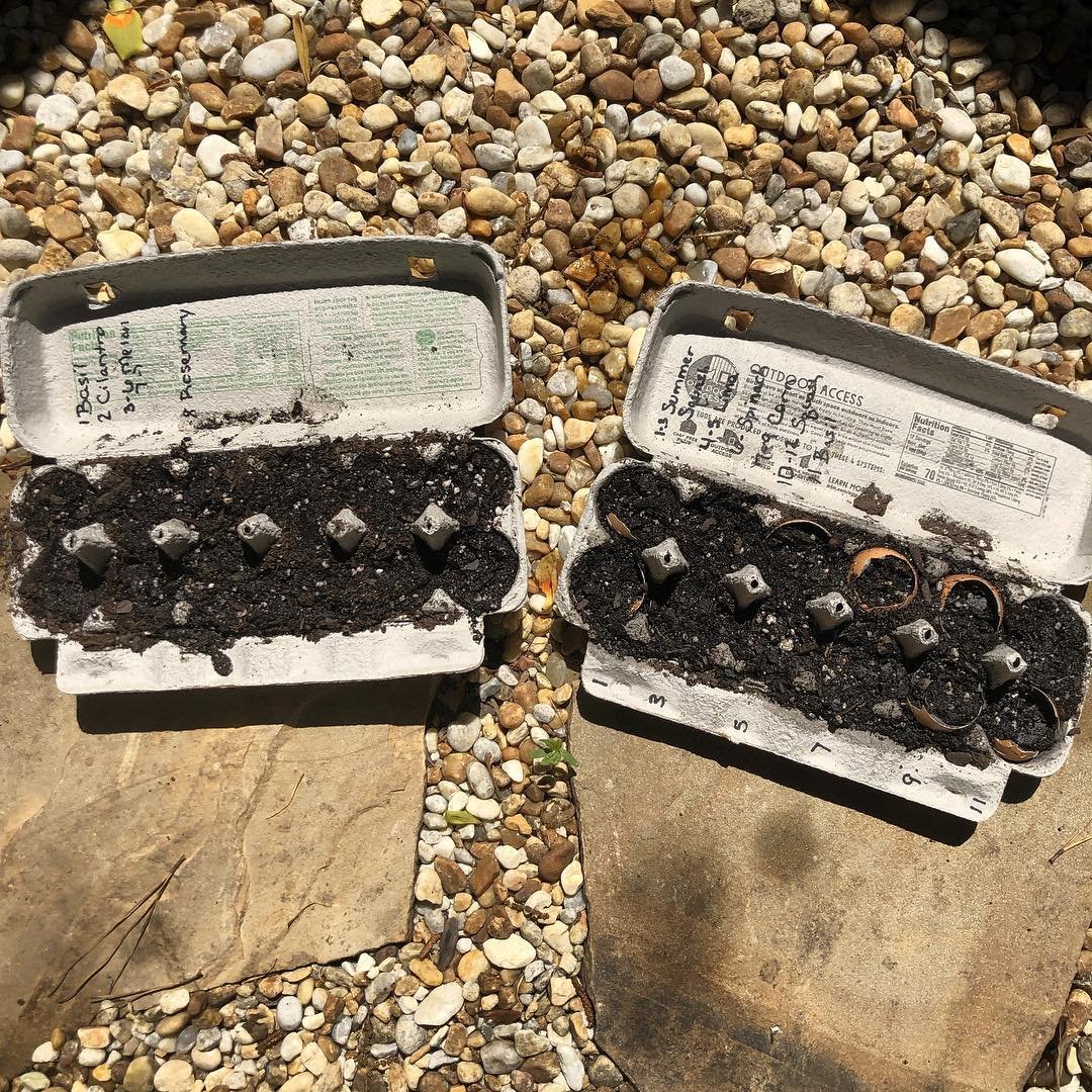 Egg Cartoon seed starter