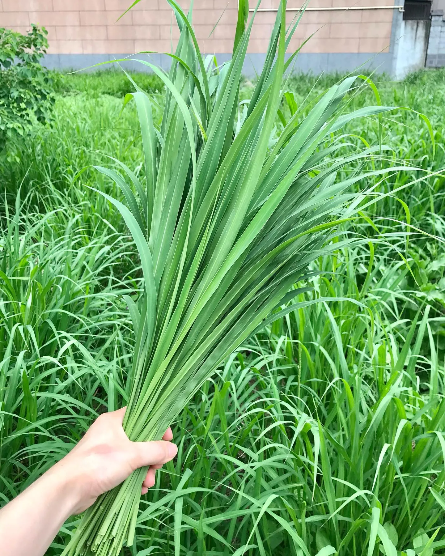 Guinea Grass in hand and field