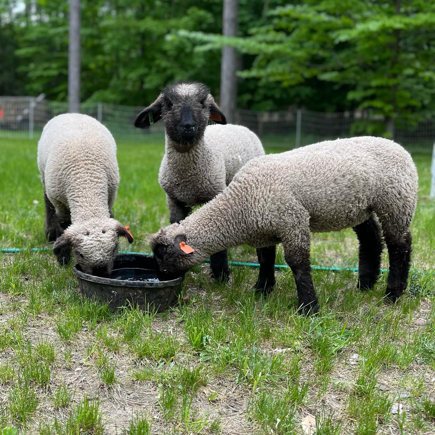 Hampshire lambs eating