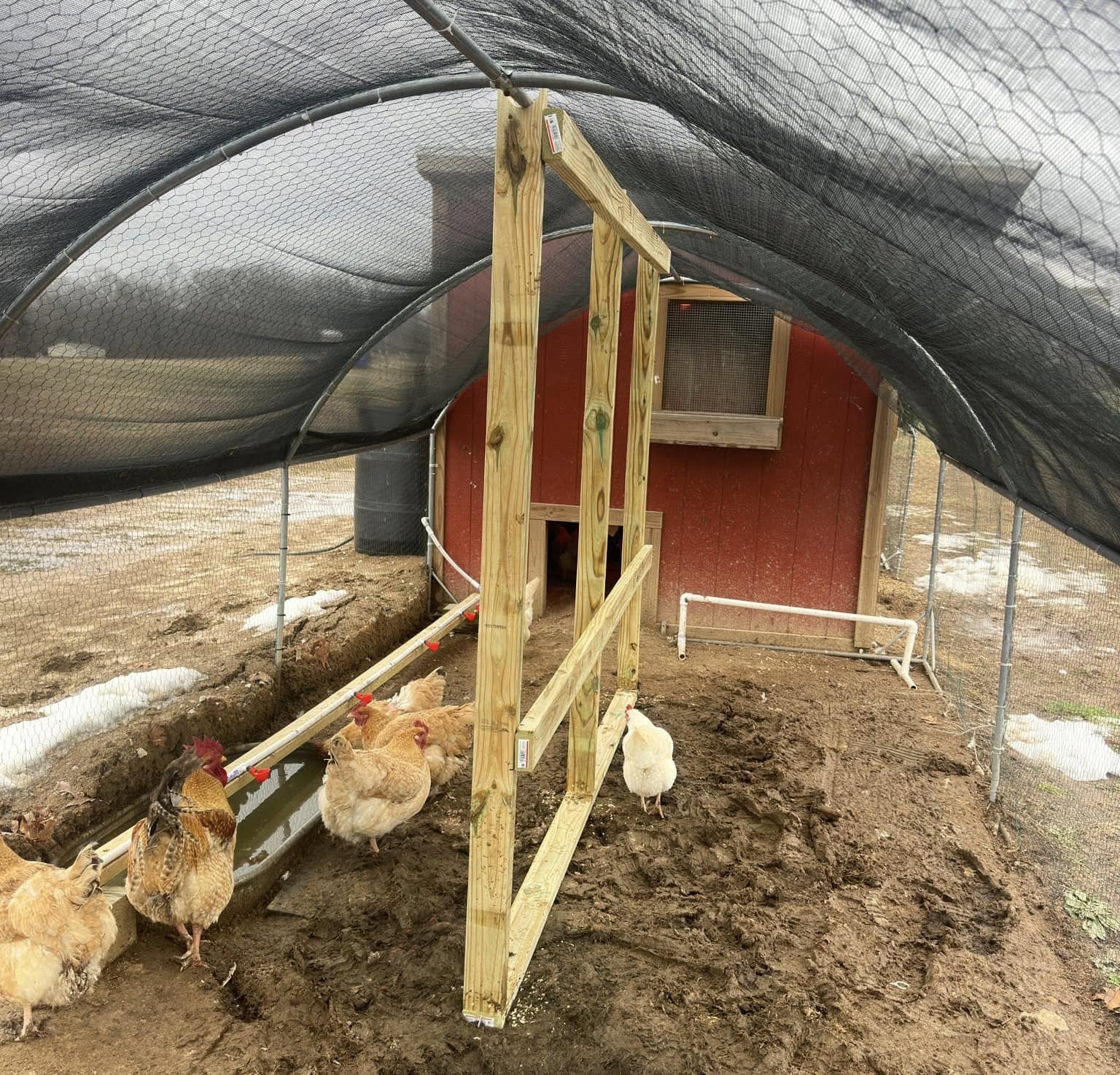 Hoop House Chicken Run