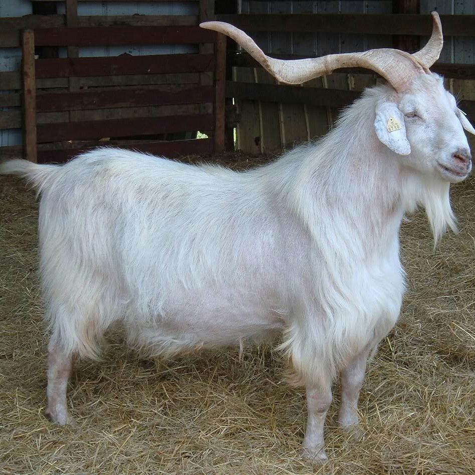 Kiko goat