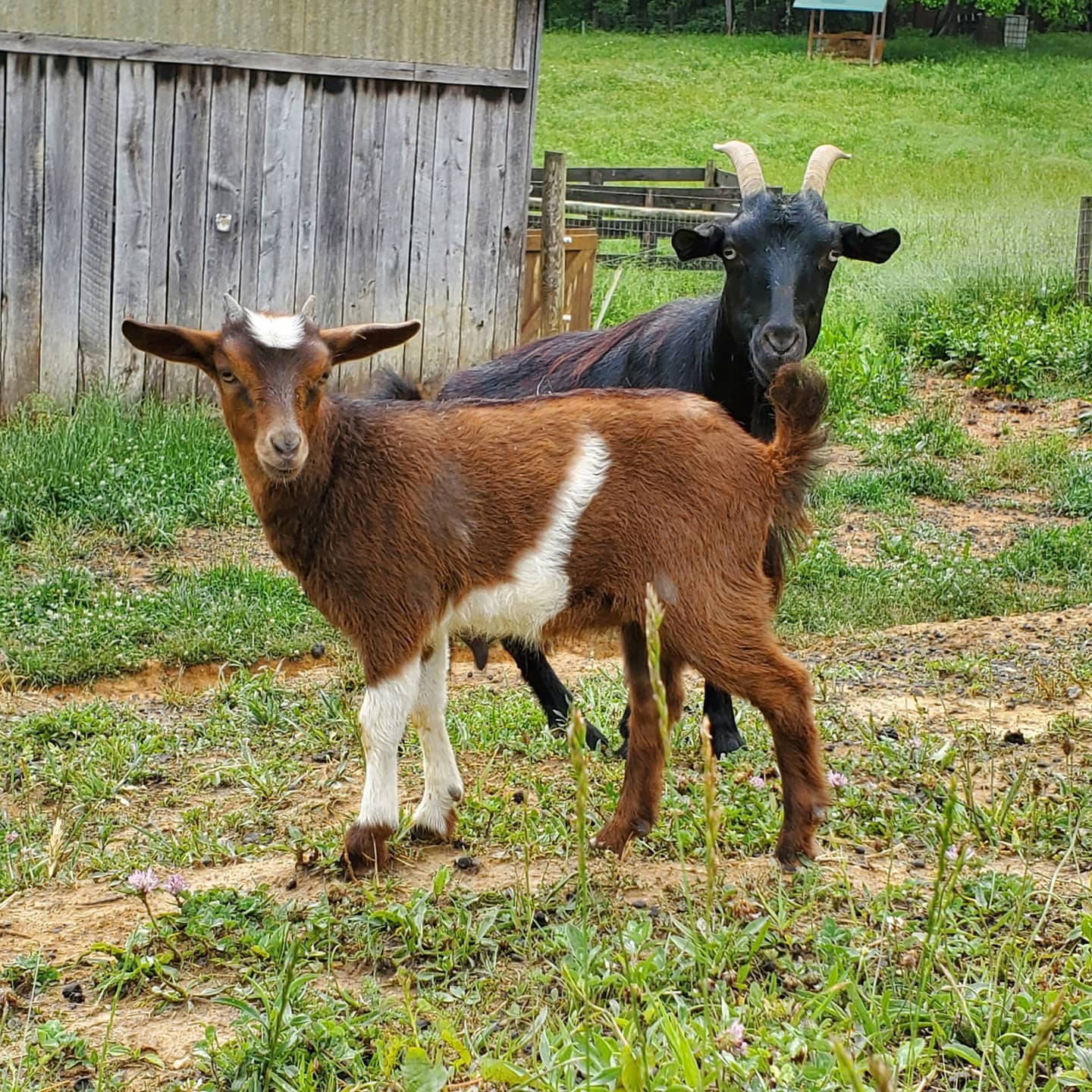Myotonic goats