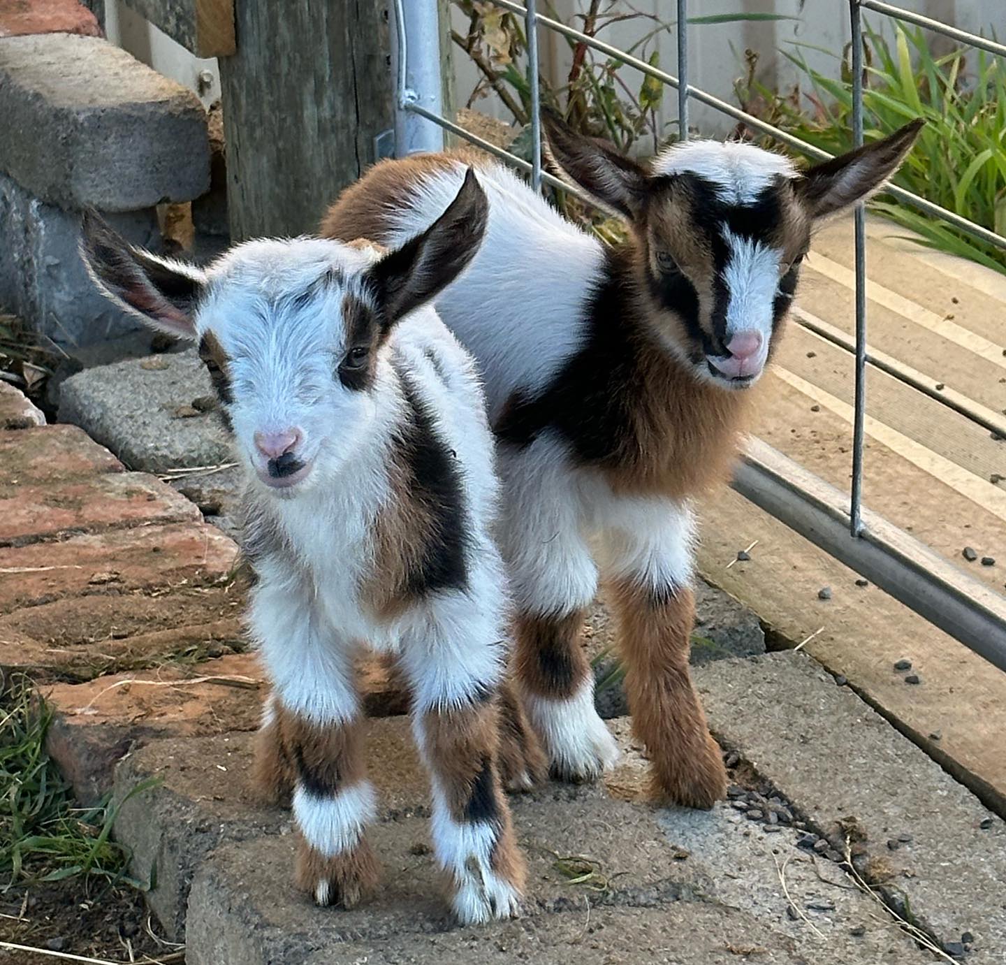 Nigerian Dwarf goats